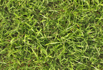 seamless_grass_texture_by_hhh316